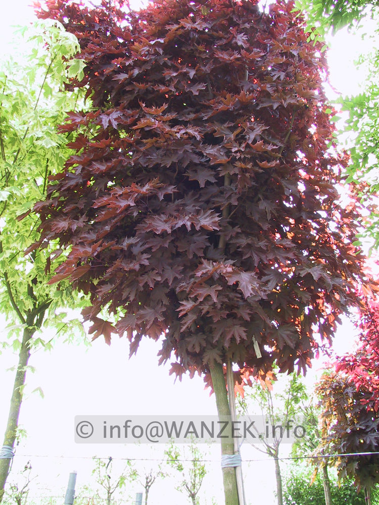Acer platanoides Crimson Sentry - Sol.JPG